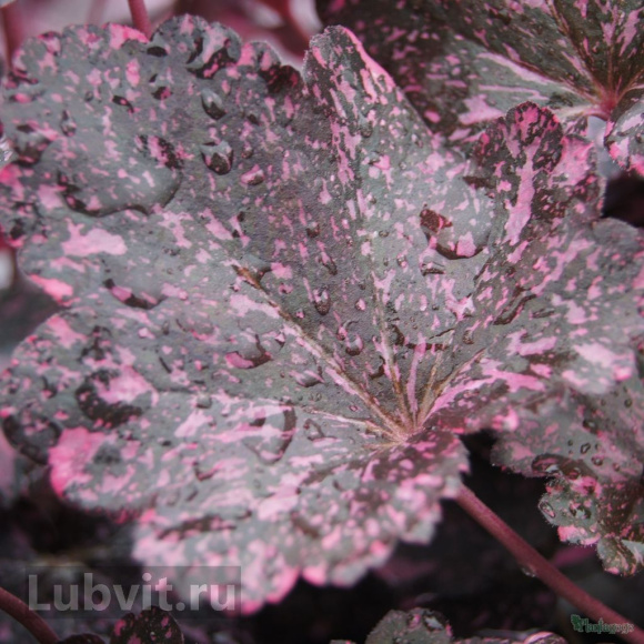 Гейхера Миднайт Роуз (Midnight Rose) купить с доставкой