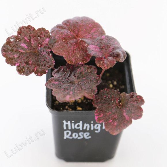 Гейхера Миднайт Роуз (Midnight Rose) купить с доставкой