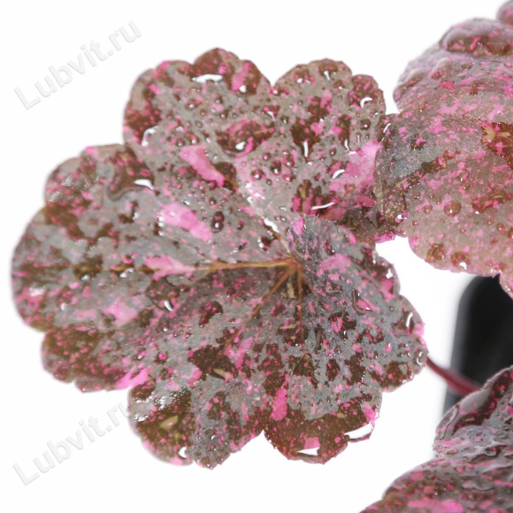 Гейхера Миднайт Роуз (Midnight Rose) купить с доставкой