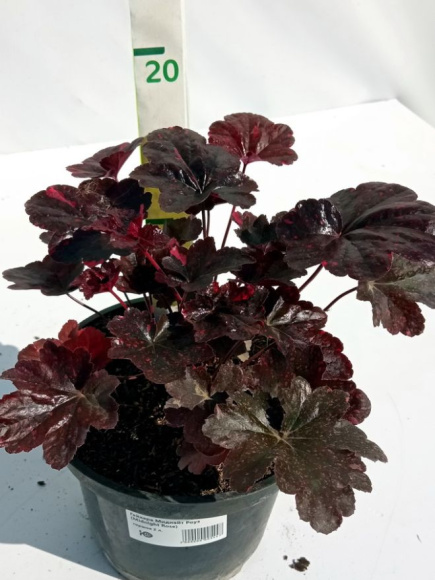 Гейхера Миднайт Роуз (Midnight Rose) купить с доставкой