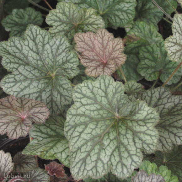 Гейхера Пино Нуар (Pinot Noir) купить с доставкой