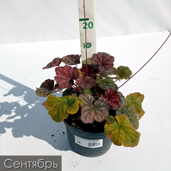 Гейхера Пино Нуар (Pinot Noir) купить с доставкой