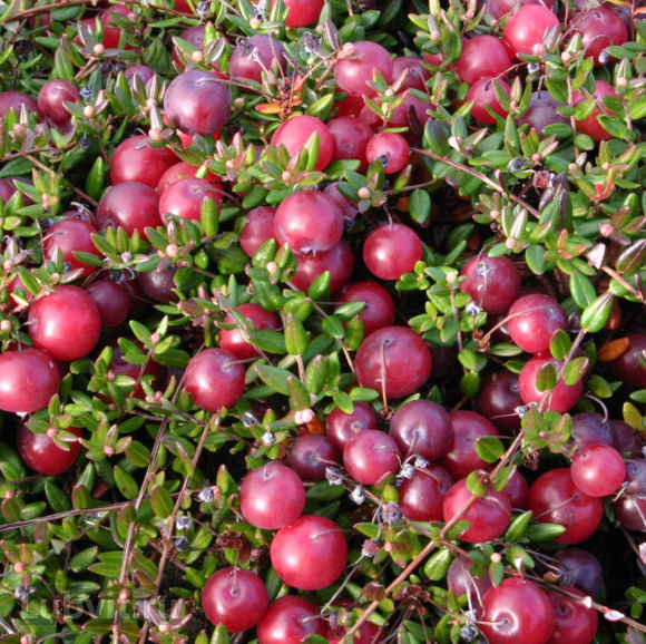 Клюква Бен Лир (Ben Lear) купить с доставкой