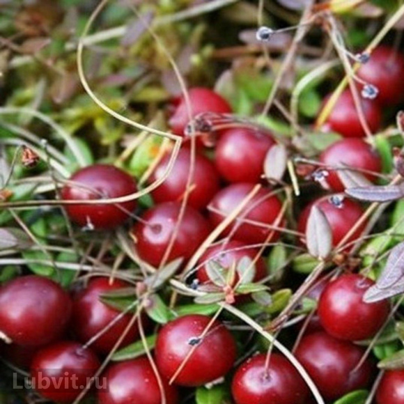 Клюква Бен Лир (Ben Lear) купить с доставкой