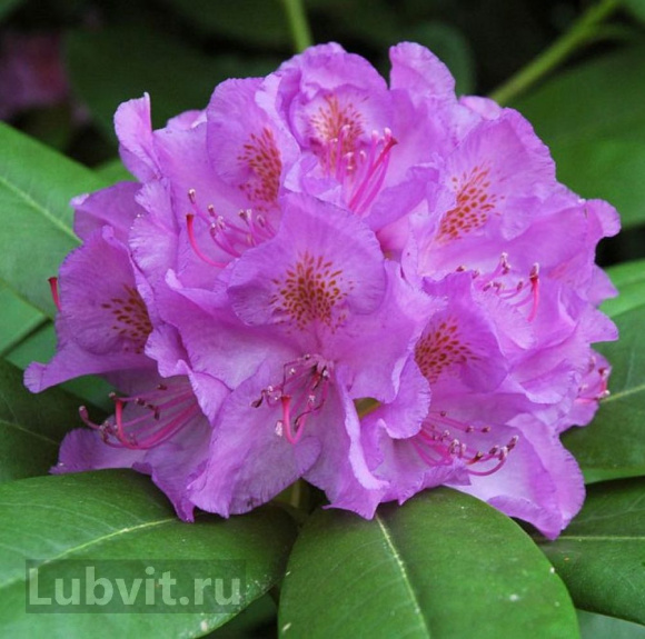 Рододендрон Катевбинский Грандифлорум (Grandiflorum) купить с доставкой