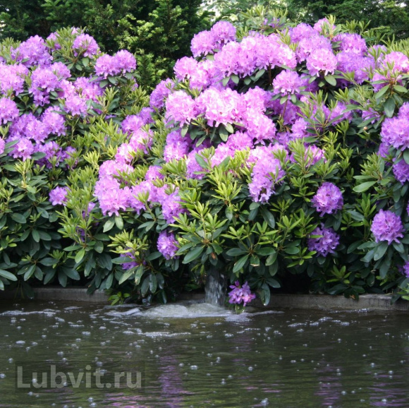 Рододендрон Катевбинский Грандифлорум (Grandiflorum) купить с доставкой