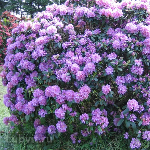 Рододендрон Катевбинский Грандифлорум (Grandiflorum) купить с доставкой