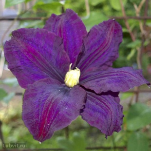 Клематис Варшавска Найк (Warszawska Nike)