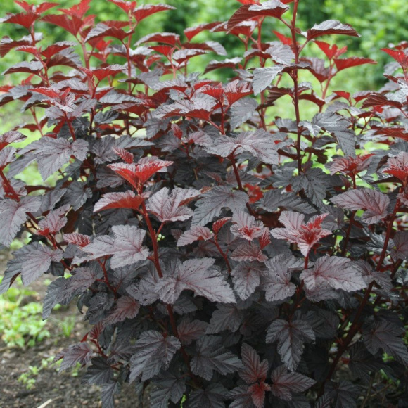 Пузыреплодник Олл Блэк (All Black) купить с доставкой