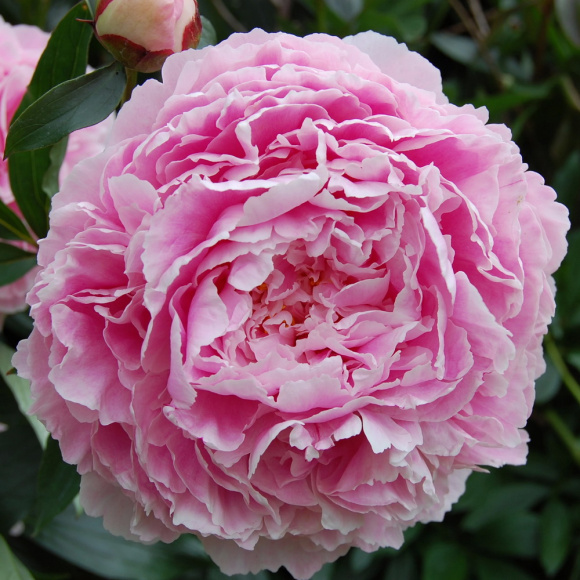 Пион Сара Бернар (Sarah Bernhardt) купить с доставкой