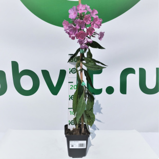 Флокс Седой Урал