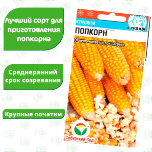 Кукуруза Попкорн [Сибирский сад]