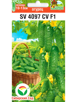 Огурец SV4097CV [Сибирский сад]