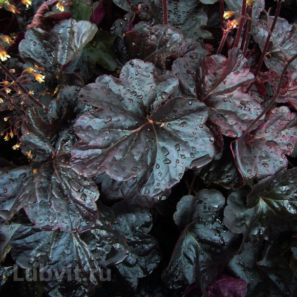 Гейхера Обсидиан (Obsidian) купить с доставкой