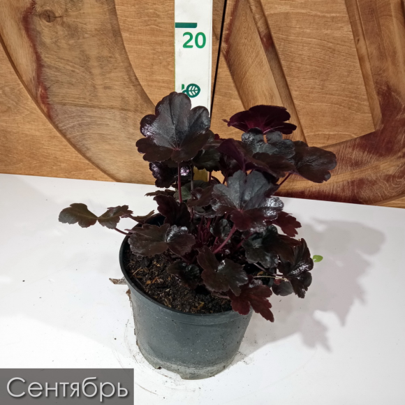 Гейхера Обсидиан (Obsidian) купить с доставкой