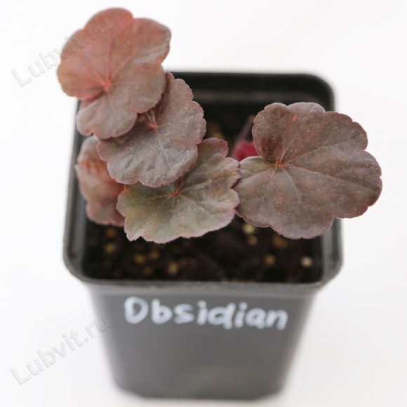 Гейхера Обсидиан (Obsidian) купить с доставкой