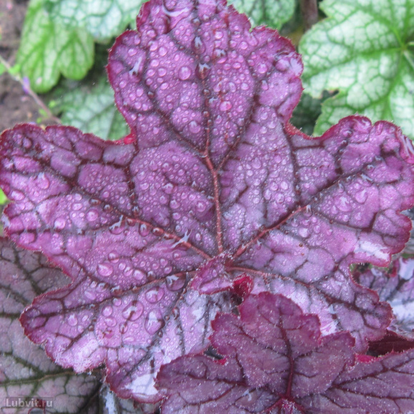 Гейхера Спелбонд (Spellbound) купить с доставкой