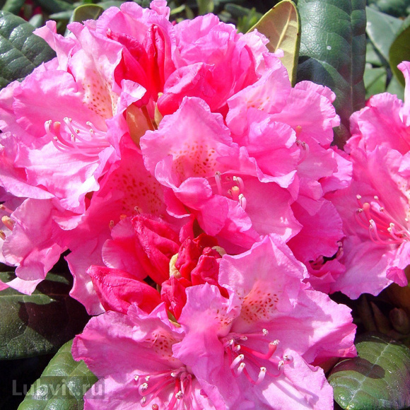 Рододендрон Гаага (Haaga) купить с доставкой