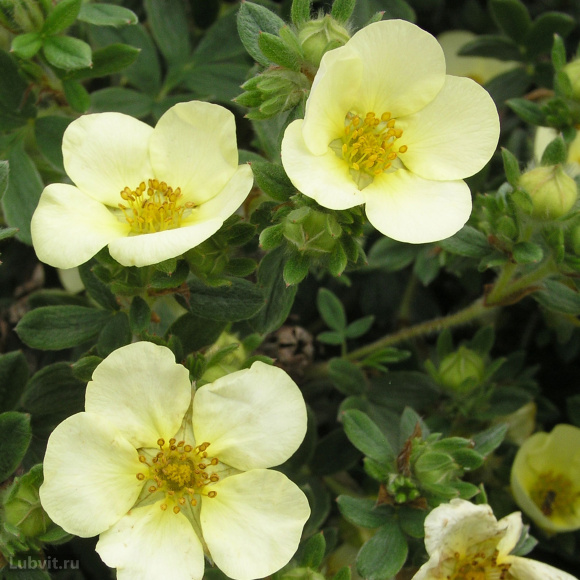 Лапчатка Примроуз Бьюти (Primrose Beauty) купить с доставкой