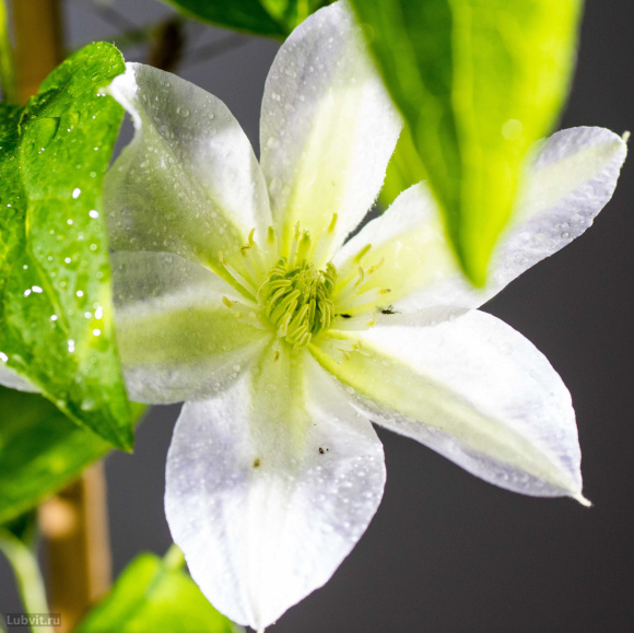 Клематис Юкикомачи (Yukikomachi) купить с доставкой