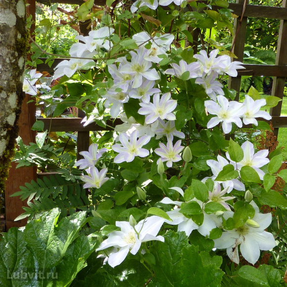 Клематис Юкикомачи (Yukikomachi) купить с доставкой