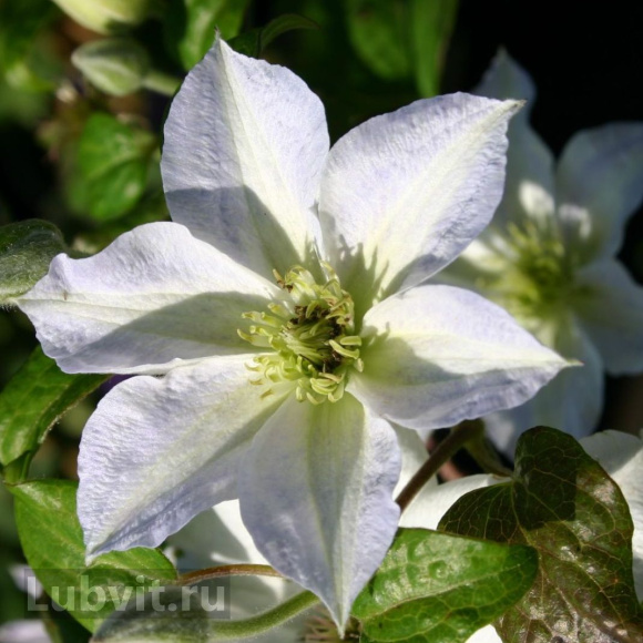 Клематис Юкикомачи (Yukikomachi) купить с доставкой