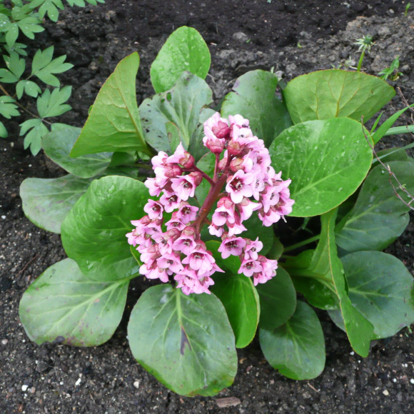 Бадан Толстолистный купить с доставкой