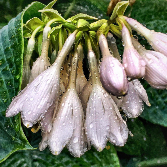 Хоста Ти Рекс (T Rex) [L] купить с доставкой