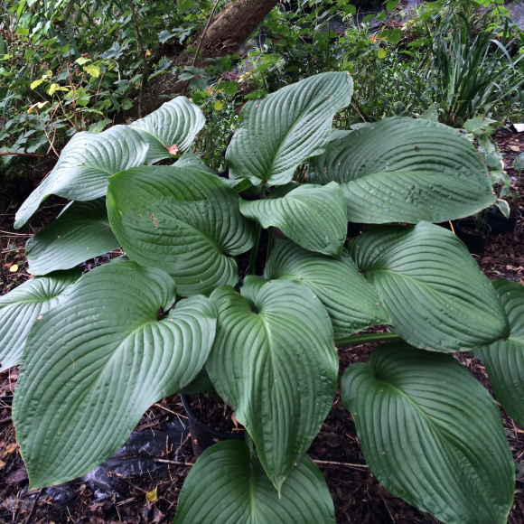 Хоста Ти Рекс (T Rex) [L] купить с доставкой