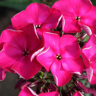 Флокс Олигарх