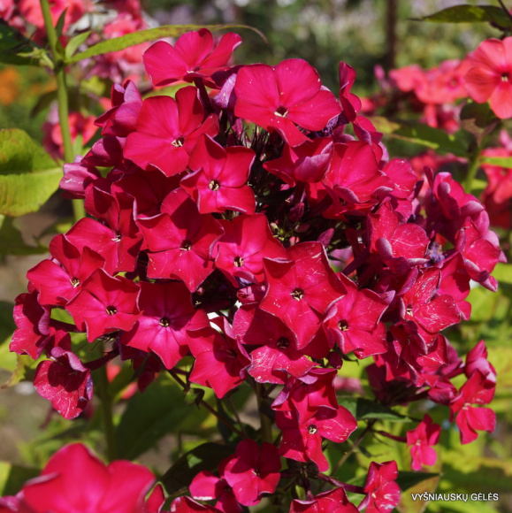 Флокс Олигарх купить с доставкой