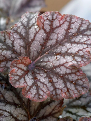 Гейхера Кримсон Марс (Crimson Mars)