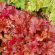 Гейхера Паприка (Paprika) купить с доставкой