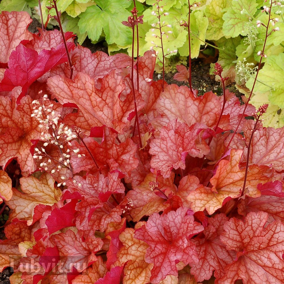 Гейхера Паприка (Paprika) купить с доставкой