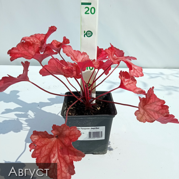 Гейхера Паприка (Paprika) купить с доставкой