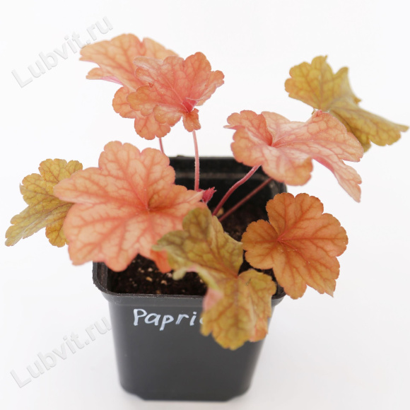 Гейхера Паприка (Paprika) купить с доставкой