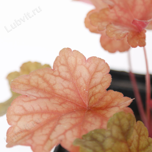 Гейхера Паприка (Paprika) купить с доставкой