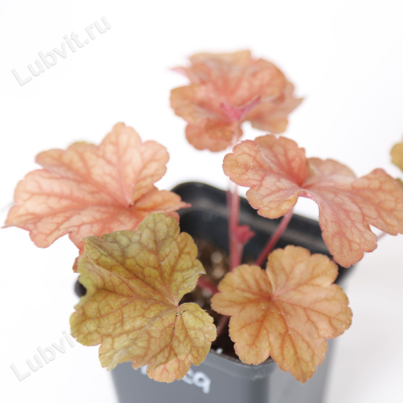 Гейхера Паприка (Paprika) купить с доставкой
