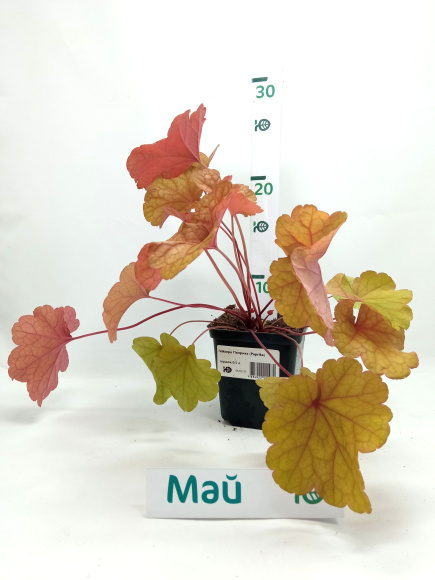 Гейхера Паприка (Paprika) купить с доставкой