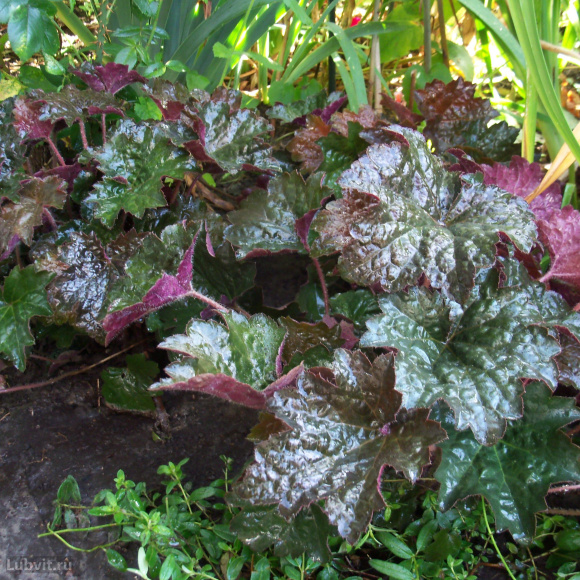 Гейхера Палас Пурпл (Palace Purple) купить с доставкой