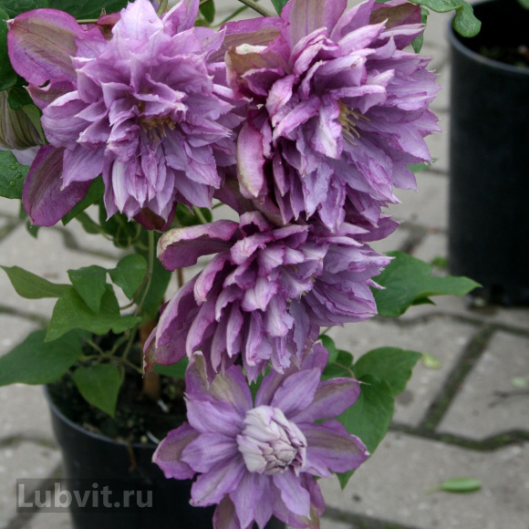 Клематис Протеус (Proteus) купить с доставкой