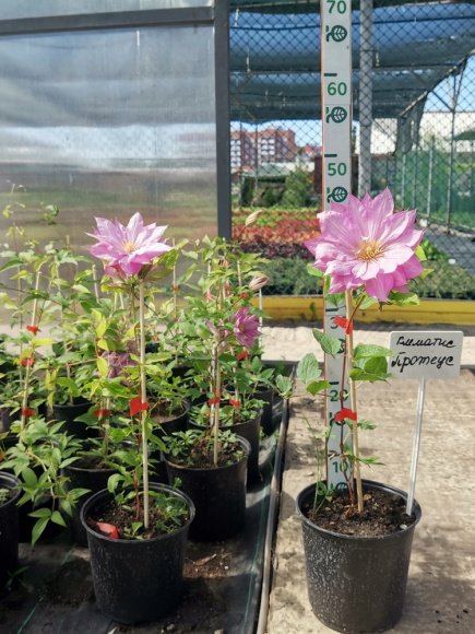 Клематис Протеус (Proteus) купить с доставкой