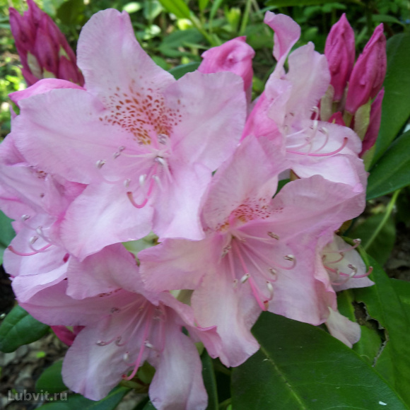 Рододендрон Хельсинки Юниверсити (Helsinki University) купить с доставкой