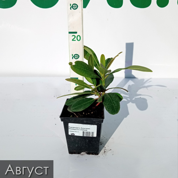 Рододендрон Хельсинки Юниверсити (Helsinki University) купить с доставкой