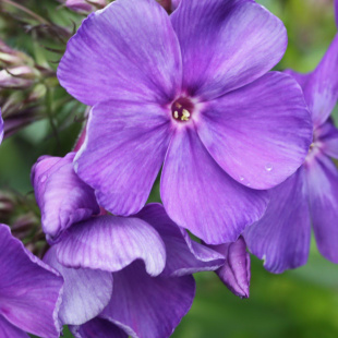 Флокс метельчатый Кобальт