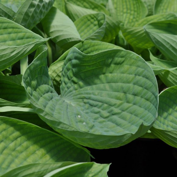 Хоста Абикуа Дринкинг Гуард (Abiqua Drinking Gourd) [L] купить с доставкой