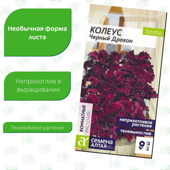 Колеус Черный Дракон [Семена алтая] купить с доставкой