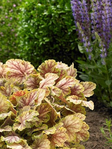 Гейхера Мастер Пэинтер Пикассо (Master Painter Picasso) купить с доставкой