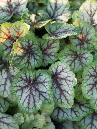 Гейхера Мастер Пэинтер Пикассо (Master Painter Picasso)