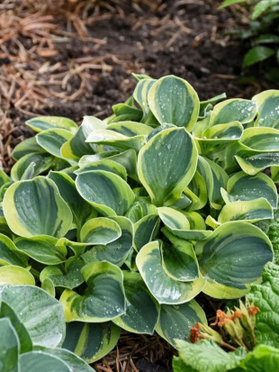 Хоста Майти Маус (Mighty Mouse) [S]